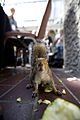 "Tame_squirrel_at_the_Barbican_during_Wikimania_2014_-_14876106101.jpg" by User:Ter-burg