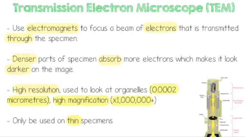 A Level Biology revision